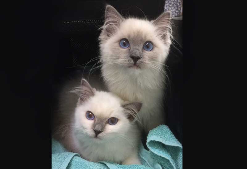 Kittens Patient Photo